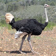 A Male Ostrich Can Roar Like a Lion.