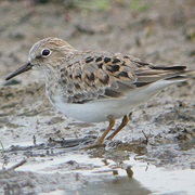 Temminck&#39;s Stint