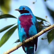 Lovely Cotinga