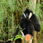 Black Crested Gibbon