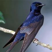 Purple Martin