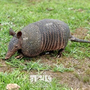 Llanos Long-Nosed Armadillo