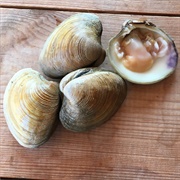 Clams