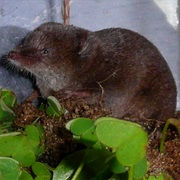 Iberian Shrew