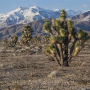 Beaver Dam Wash National Conservation Area