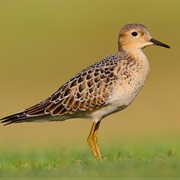 Buff-Breasted Sandpiper