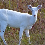 Female Deer