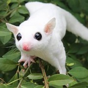 Sugar Glider