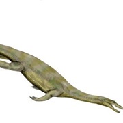 Nothosaurus