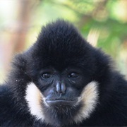 Northern White-Cheeked Gibbon