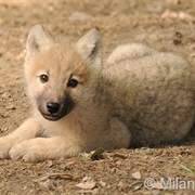 Hudson Bay Wolf