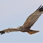 Western Marsh Harrier