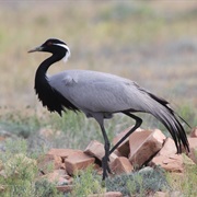 Demoiselle Crane