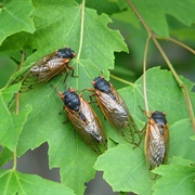 Cicadas