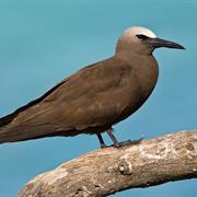 Brown Noddy