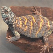 Uromastyx