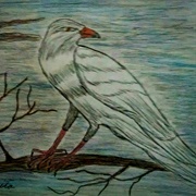 White Raven Meagan Scribner