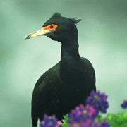 Red-Faced Cormorant