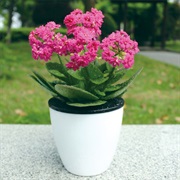 Flower Pot