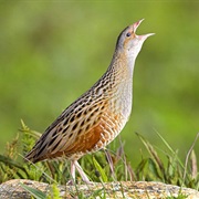 Corn Crake