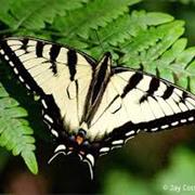 Swallowtail