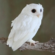 Screech Owl