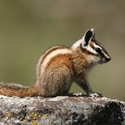 Lodgepole Chipmunk