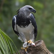 Harpy Eagle (Panama)