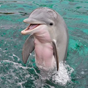 Dolphin