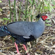 Siamese Fireback (Thailand)