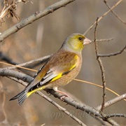 Oriental Greenfinch