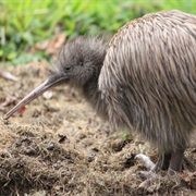 Southern Brown Kiwi