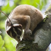 Javan Slow Loris