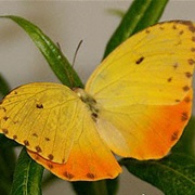 Orange-Barred Sulphur