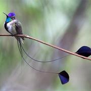 Marvelous Spatuletail