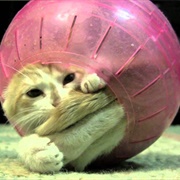 Hamster Ball