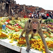 Monkey Festival, Lop Buri, Thailand