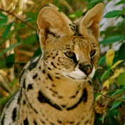 Serval