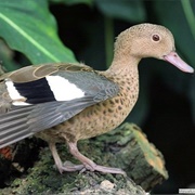 Bernier&#39;s Teal