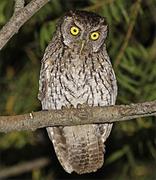 Koepke&#39;s Screech Owl