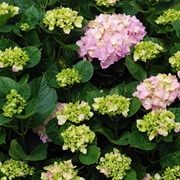 Bigleaf Hydrangea (Hydrangea MacRophylla)