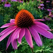 Echinacea