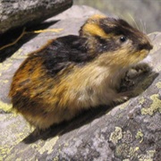 Lemmings Engage in Mass Suicidal Dives off Cliffs When Migrating