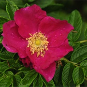 Wild Rose