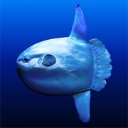 Ocean Sunfish