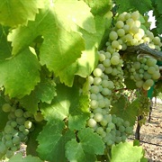 Viognier