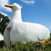 Duck House