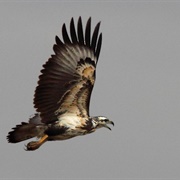 Chaco Eagle