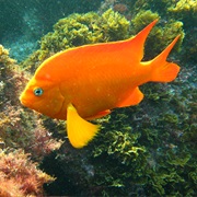 Garibaldi