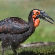 Southern Ground Hornbill